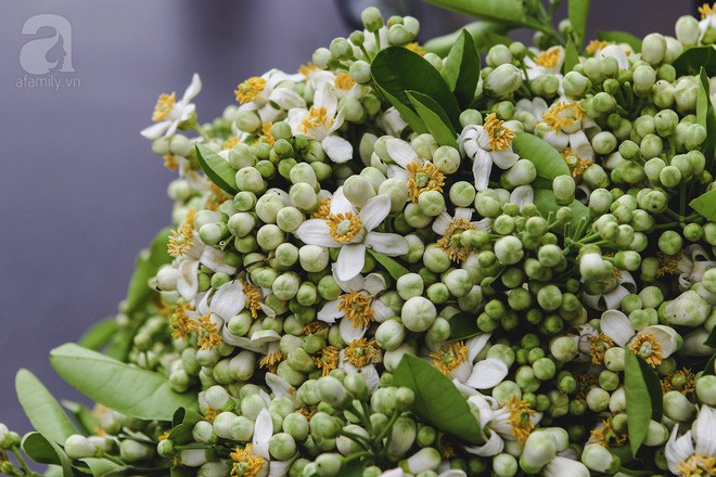 Hà Nội mùa thơm thanh tao với sắc trắng tinh khôi của hoa bưởi